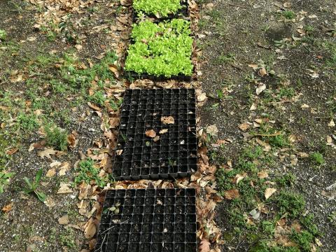 Plantação de hortícolas, plantas e árvores - maternidade